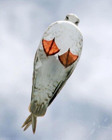 Seagull on a glass roof en général l'Homme voit les oiseaux par en-dessous