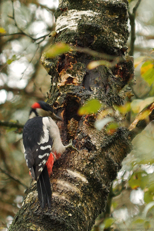 Great_Spotted_Woodpecker_by_Head_Like_An_Orange_pivert_ne_jamais_renoncer.gif