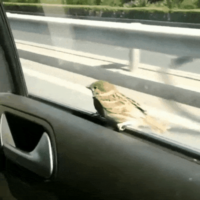 oiseau_blablacar_autopartage.gif