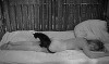 Ljubavni slucaj ili tragedija sluzbenice P.T.T. (1967) Dusan Makavejev la chatte sur un corps brûlant