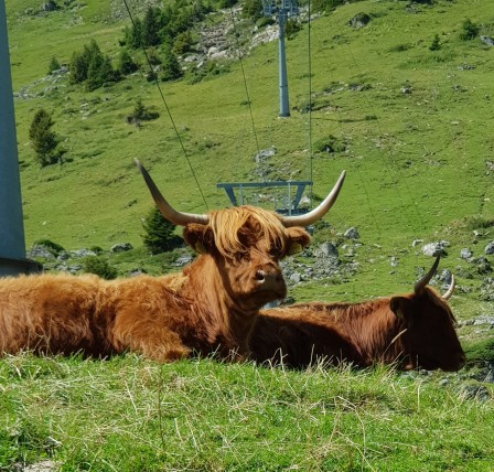 quelle coiffure pour la rentrée vache veau génisse mode adolescent