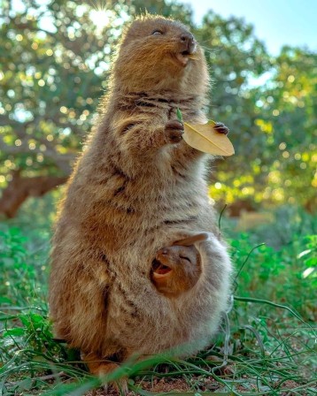 quokka la bonne humeur des marsupiaux.jpg, nov. 2023