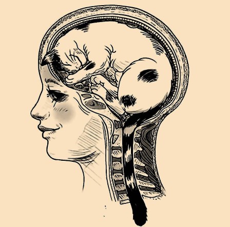 anatomie du cerveau le chat dans la tête des femmes