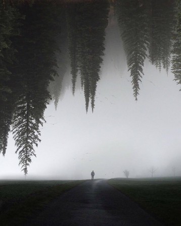 arbres du ciel le jour se lève.jpg