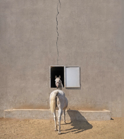 un cheval blanc de dos et de face en même temps