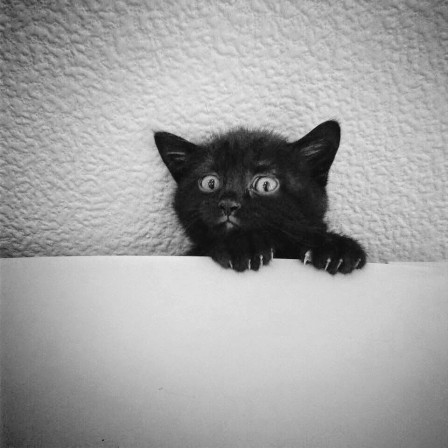 Agnessa Danilovich circa 2023 le petit chat n'est pas mort