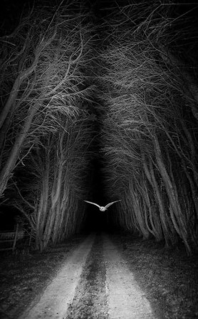 l'entrée en scène grandiloquente sous une lumière avantageuse d'un rapace nocturne dans une allée bordée d'arbres