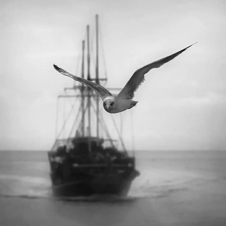 André Kertész Seagull l'oiseau et le bateau vos gueules les mouettes