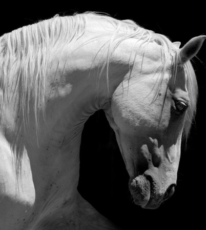 Baldur Tryggvason cheval blanc les humains m'ont déçu