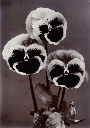 Charles Jones 1866 - 1959, Pansy Seedling les pensées nous regardent