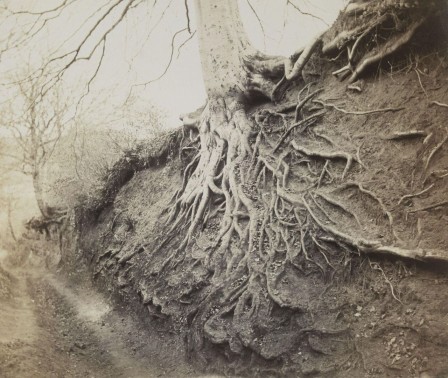 Charles Thurston Thompson. Beech Roots, Albury Warren, Surrey, 1857-8 arbre hêtre les racines à nu