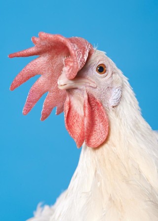 Dániel Szalai, Chicken Portraits poule poulet coq coiffure et puis j'avais opté pour la raie sur le côté 2