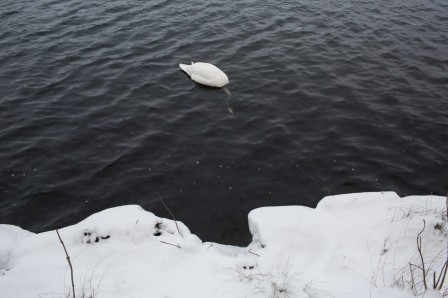 un cygne, la tête plongée dans l'eau noire, semble décapité