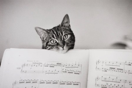 Édouard Boubat, Partition, 1982 chat musique