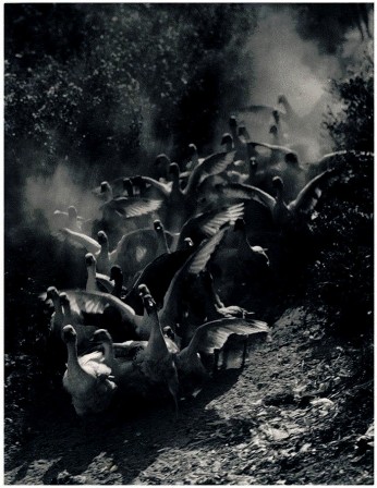 Ernö Vadas, Geese, 1934 la ruée des oies