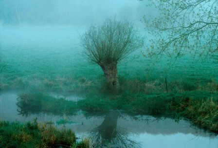 dans la brume verte, un saule se reflète dans le ruisseau sinueux traversant le champ