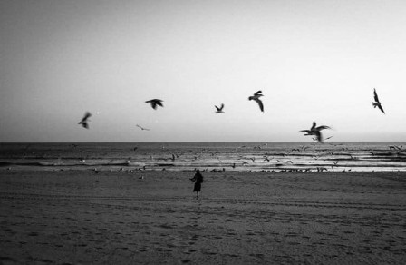Gilles Kayser la ronde des oiseaux