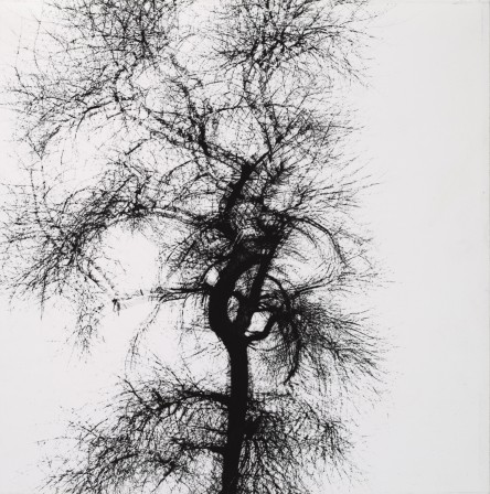 Harry Callahan Multiple Exposure Tree Chicago 1956 gélatine argentique et expositions multiples