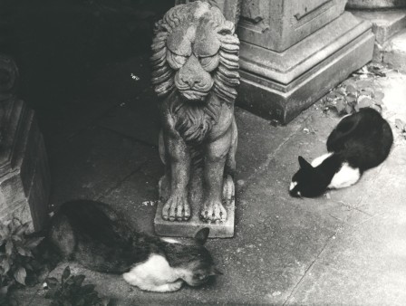 Henriette Grindat. Venise , vers 1955 chat tu ne te prosterneras pas devant les idoles