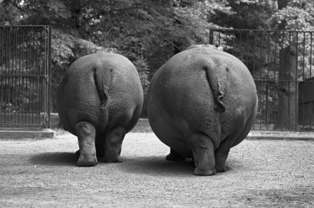 Hippopotames (femelle avec son petit) au zoo de New York, 1967 cul grossophobie