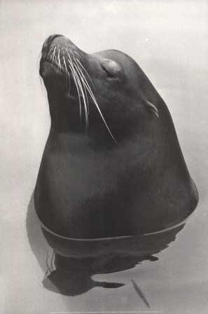 Hiroshi Hamaya Sealion 1959 lion de mer fier