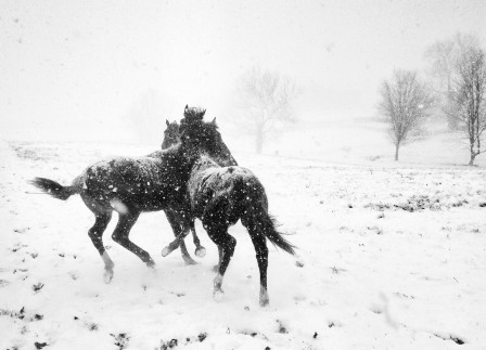 des chevaux cavalcadent dans la neige