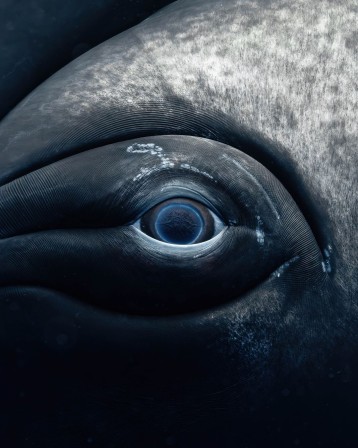 Humpback Whale oeil de baleine à bosse l'origine des mammifères