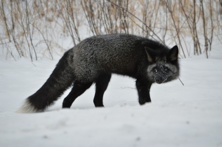 James Logan A melanistic red fox (Vulpes vulpes) in Yukon, Canada renard argenté
