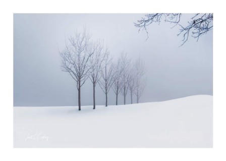 dans un paysage de neige, cinq arbres à feuilles caduques plantés en ligne, un autre non aligné