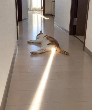 Jännät chat origine du soleil que la lumière soit