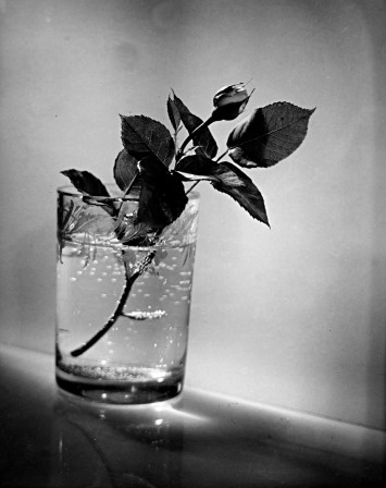 Josef Sudek. Bud of a white rose, 1954 fleur rose l'eau épaisse l'eau gélifiée