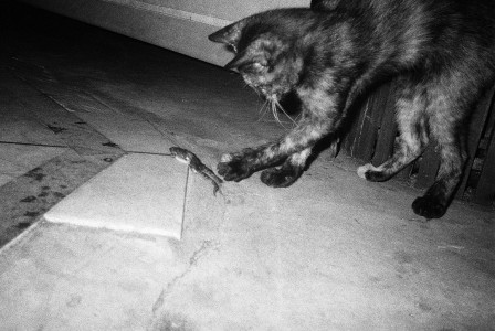 Kingsley Ifill le chat et la grenouille aimez-vous les grenouilles