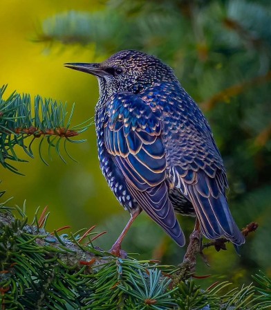 L’Étourneau sansonnet est une espèce de passereaux de la famille des sturnidés oiseau bleu