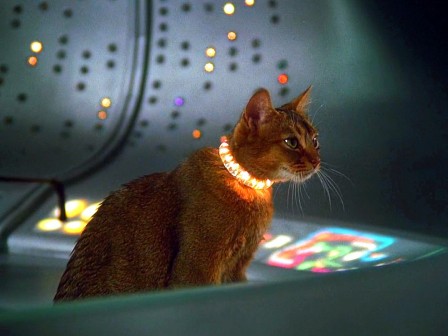 aux commandes dans le poste de pilotage d'un vaisseau spatial, un félin au collier lumineux