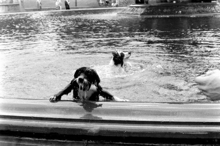 Leonard Mc Combe chien sortant du bain