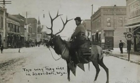 Man riding an elk in Sheridan, Wyoming. (c. 1910) nouvel an un élan nouveau