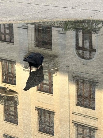 dans la rue, un corvidé boit dans une flaque d'eau où se reflète un immeuble, juste à la limite entre le soleil et l'ombre sur la façade d'icelui