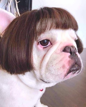 Mireille Mathieu beauté animale chien cheveux