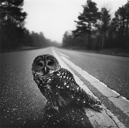 Owl on Road, Photo by Arthur Tress, 1975 oiseau chouette sur la route le sentiment de culpabilité après avoir franchi la ligne jaune