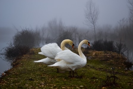 Patty K cygnes marchons marchons qu'un sang impur abreuve nos sillons