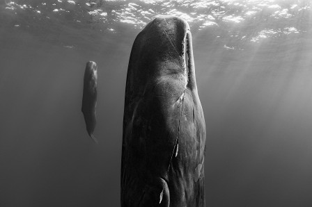 Paul Nicklen - Suspended Grace, 2019 cachalot femelle et son petit dormant verticalement baleines les histoires à dormir debout