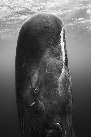 Paul Nicklen Feast from the Deep, Dominica whale by Paul Nicklen (2019) cachalot femelle et son petit