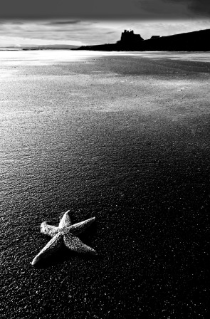 Peter Vicente étoile de mer sur la plage