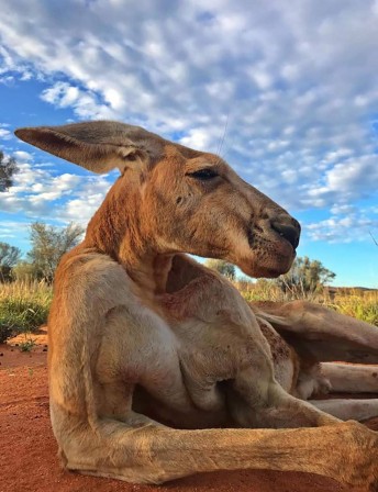 Photo by The Kangaroo Sanctuary Alice Springs kangourou weekend