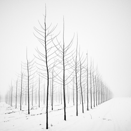 Pierre Pellegrini arbres nus en hiver quinconce la stratégie du fer de lance