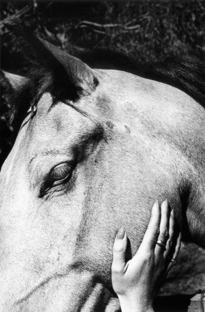 Ralph Gibson la femme et le cheval la douceur des mandibules