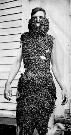 Raymond Presnell life magazine 1953 homme couvert d'abeilles happy culture l'incroyable succès des influenceurs d'abeilles bonjour les apiculteurs