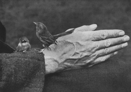 Richard Kearton oiseau prière notre père qui êtes dans les airs