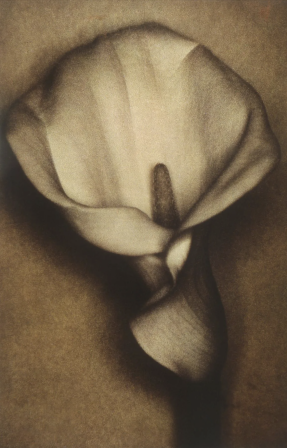 Sheila Metzner. Calla Lily, 2000
