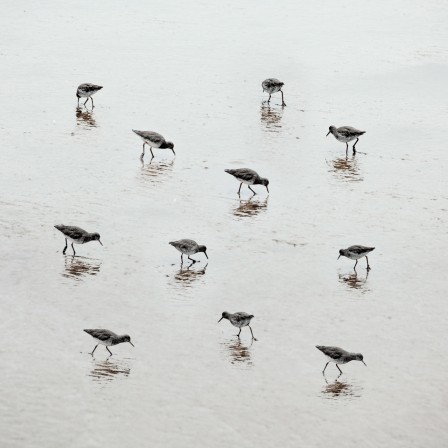 Steve Deer Eleven Pipers piping Sandpipers wading and feeding on the beach oiseaux les bécasseaux 12 - 1.